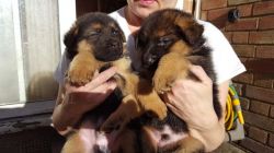 German Shephered Puppies