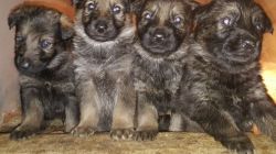 German sheperd puppies for sale