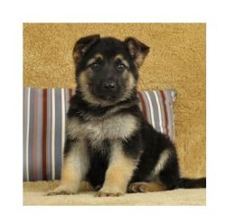 quality males and females German Shepherd Puppies