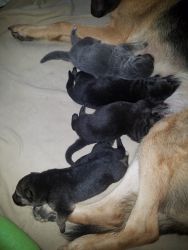 Silver, Blk/crm, Blk/red AKC German Shepherd puppies