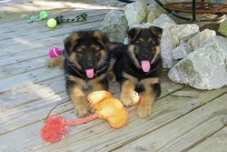 AKC German Shepherd Puppies