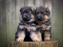 Charming German Shepard puppies Available