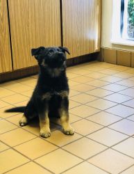 Male German Shepherd pup available 12/1/2018