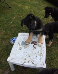 Adorable German Shepherd Pups For Sale