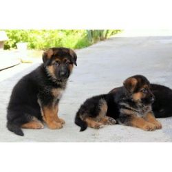 K.C Registered German Shepherd dog Puppies