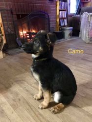 12 week old purebred male German Shepherd puppies, ready to go!
