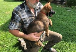 Beautiful German Shepherd Puppies For Sale