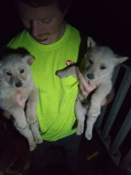 German shepherd puppies white