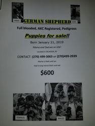 GERMAN SHEPHERD puppies!