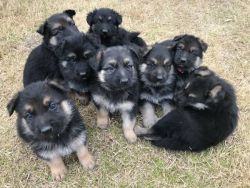 Gorgeous AKC Registered PUREBRED German Shepherd Puppies