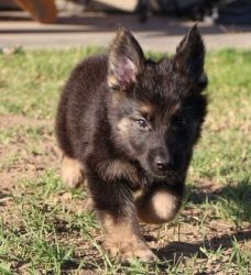 Well Trained German Shepherd puppies available
