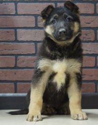 Beautiful LARGE AKC German Shepherd Puppies!