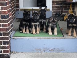 Pure Breed Shepard pups