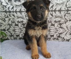 AKC Registered German Shepherd Puppies.