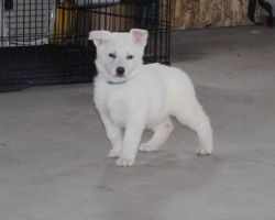 AKC reg. White German Shepherd puppies