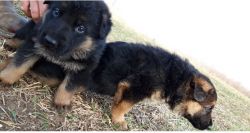 Pure bred & AKC puppy looking for a new home