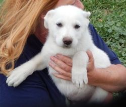 Sweetest White German Shepherd puppies