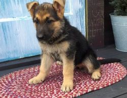 Lovely German Shepherd puppies for sale
