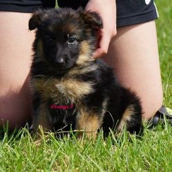 AKC registered German Shepherd Puppies For sale.
