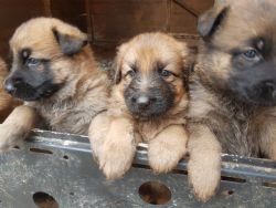 (xxxxxxxxxx) Goodlooking High Quality Purebred German Shepherd Puppies