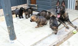 +1(2xx) xx4-2xx5 Stunning High Quality German Shepherd Puppies