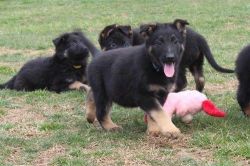 Home raised German Shepherd puppies (xxx) xxx-xxx2