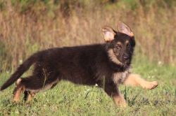 New litter of ActiveGerman Shepherd puppies