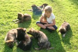 Adorable German Shepherd Puppies. Contact us at +1(2xx) xx5-7xx9