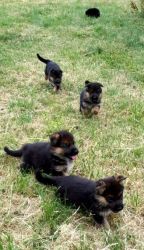 Awesome AKC German Shepherd Puppies. Text or call at +1(3xx) xx7-6xx4