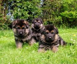 Awesome AKC German Shepherd Puppies. Text or call +1(2xx) xx9-6xx1