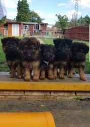 Awesome AKC German Shepherd Puppies. Call or text at +1 8xx xx6-xx58