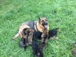 Adorable German Shepherd Puppies. Call or text us at +1 2xx xx9-0xx7