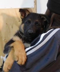 AKC pure breed German Shepherd puppy