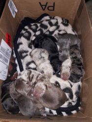 10 German shepherd/ Blue nose pit Puppies for sell!!!!