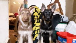 For sale German shepherd puppies