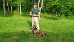 Professionally Trained Female Shepherd - Family Pet or Companion
