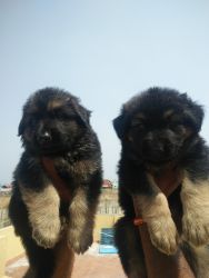 German shepherd puppies available xxxxxxxxxx