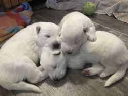 White German Shepherd Puppies For Sale!
