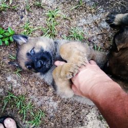 GSD puppies for sale.