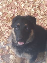 Beautiful pure bred German shepherd female puppy for sale