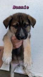 German Shepherd/Husky mix puppies for sale!
