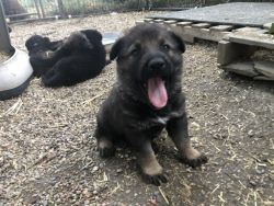 GSD Registered Pups Ready Aug22