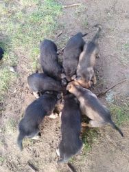 German Shepherd puppies female! The parents are great dogs.