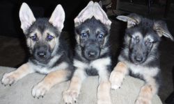 2 German Shepherd pups I'LL TAKE $600 for both Male & Female