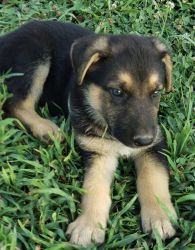 7 weeks old German Shepherd puppy need a new home