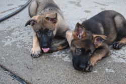 AKC Champion Bloodline Sable German Shepherd Puppies