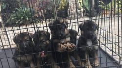 Germán Shepherd puppys for sale $600