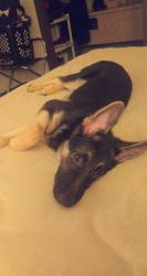 4 month old puppy female full breed