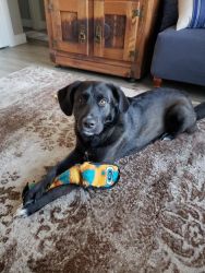 Almost 2 year old German Shepard/Lab (Not Neutered)(Free)