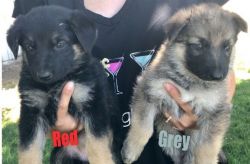 Female German Shephard Puppies For Sale